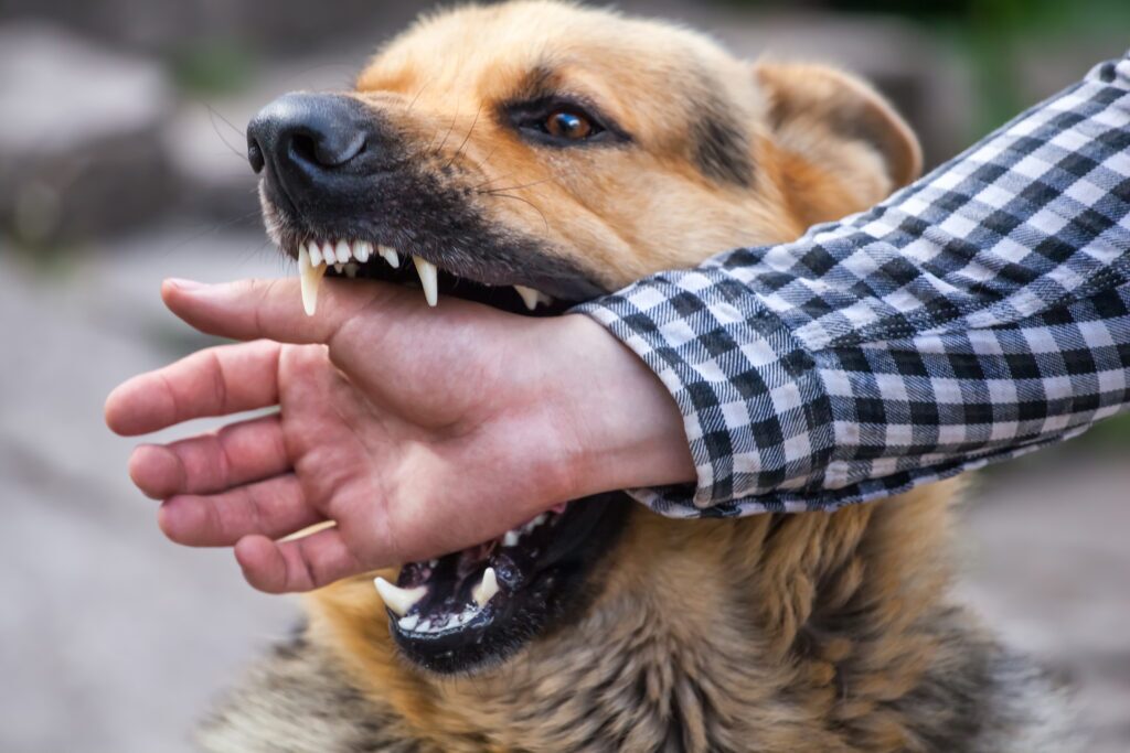 Understanding Liability for Dog Bites in New York