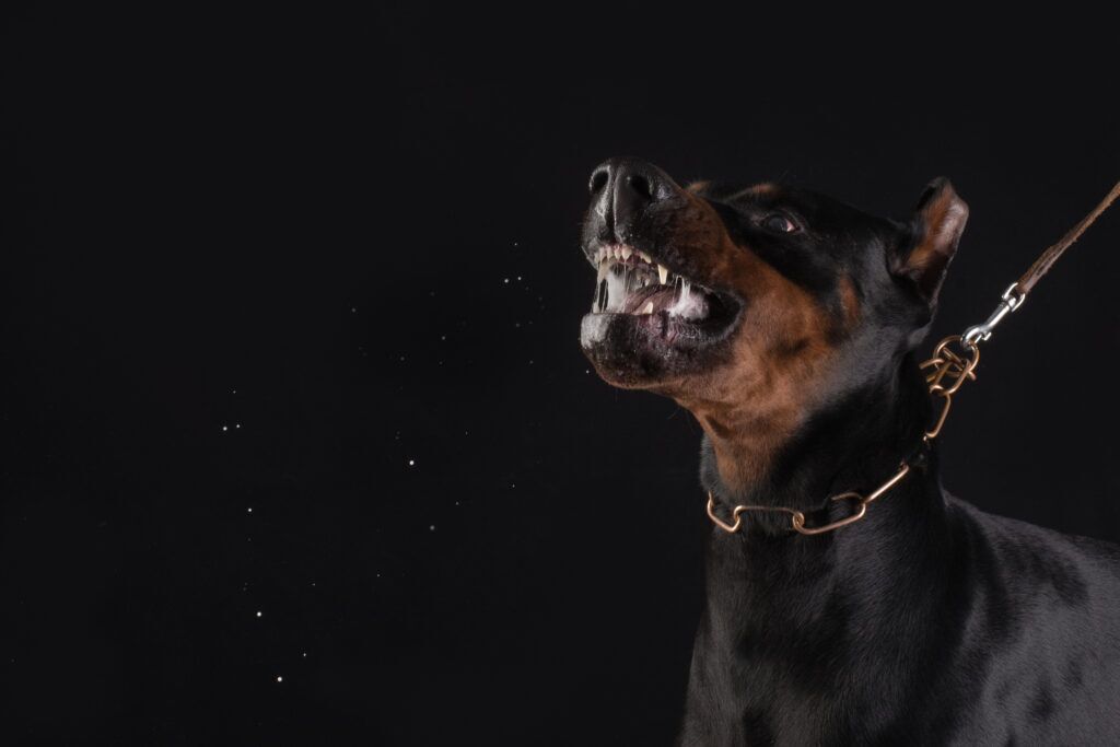 Understanding New York's New Animal Negligence Law A Guide for Everyone