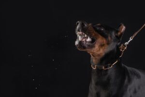 Understanding New York's New Animal Negligence Law A Guide for Everyone